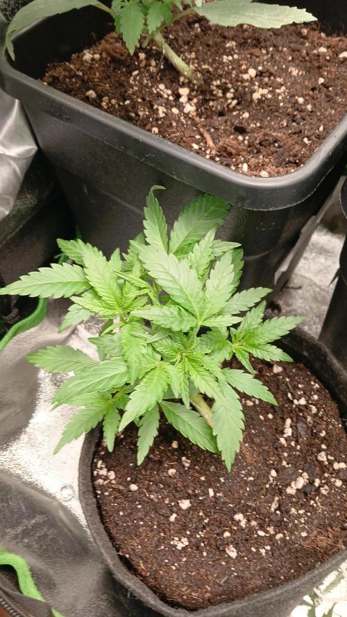 Polaris (lst+topping. Week 3