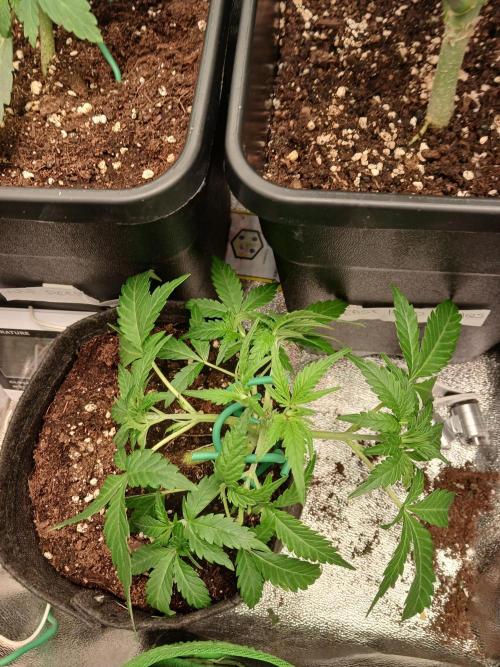 Polaris (lst+topping. Week 3