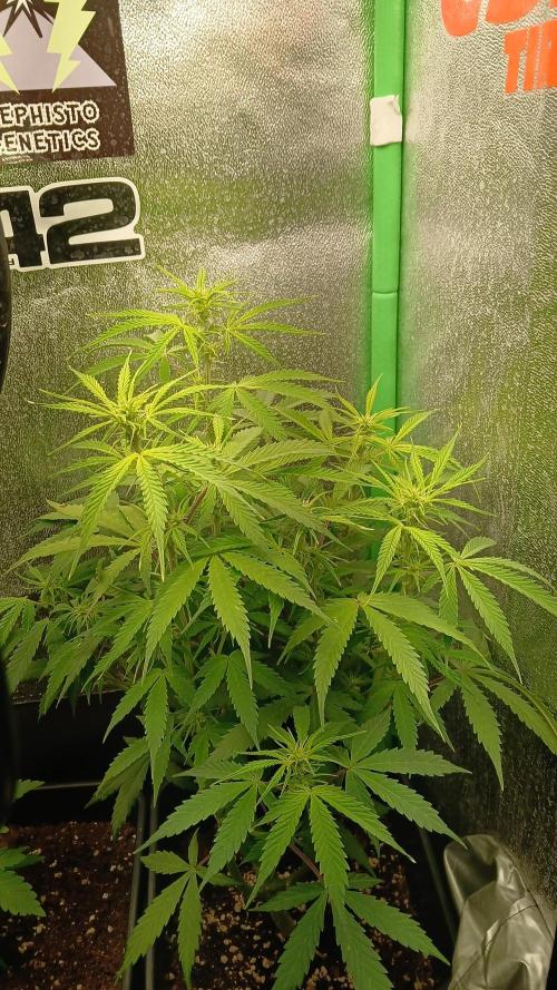 (4 grow)Easy bud (LST+TOPPING). Week 7