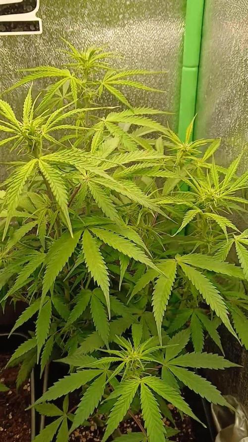 (4 grow)Easy bud (LST+TOPPING)