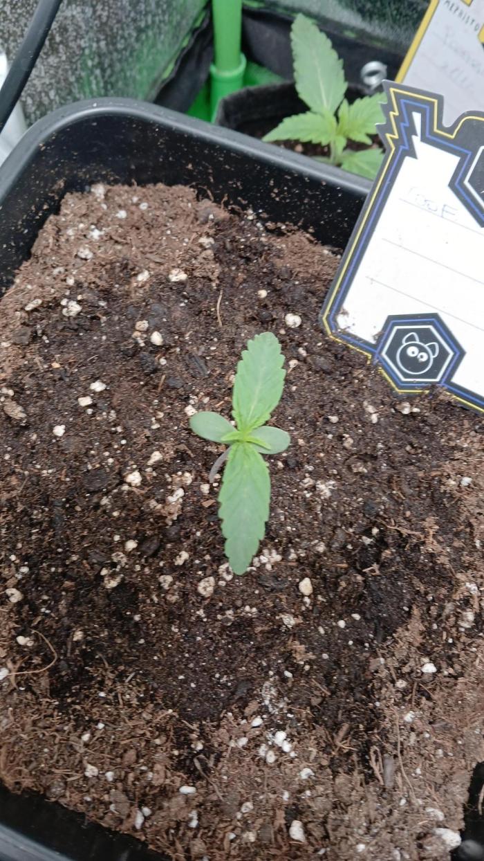 Toof decay by mephisto genetics. Week 1