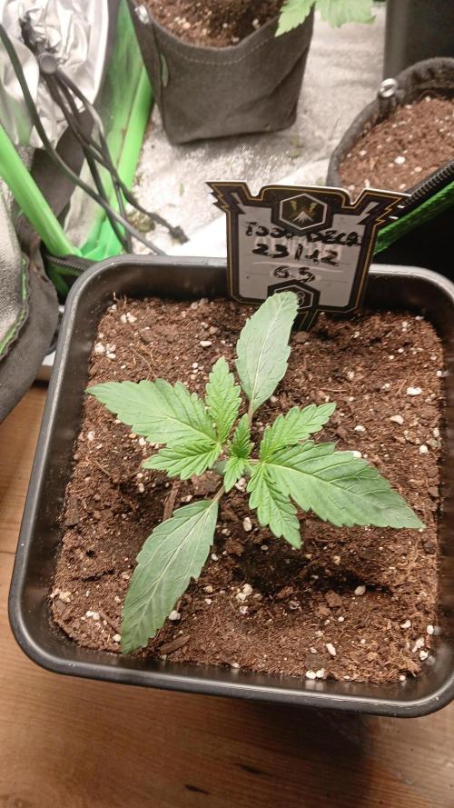 Toof decay by mephisto genetics. Week 2