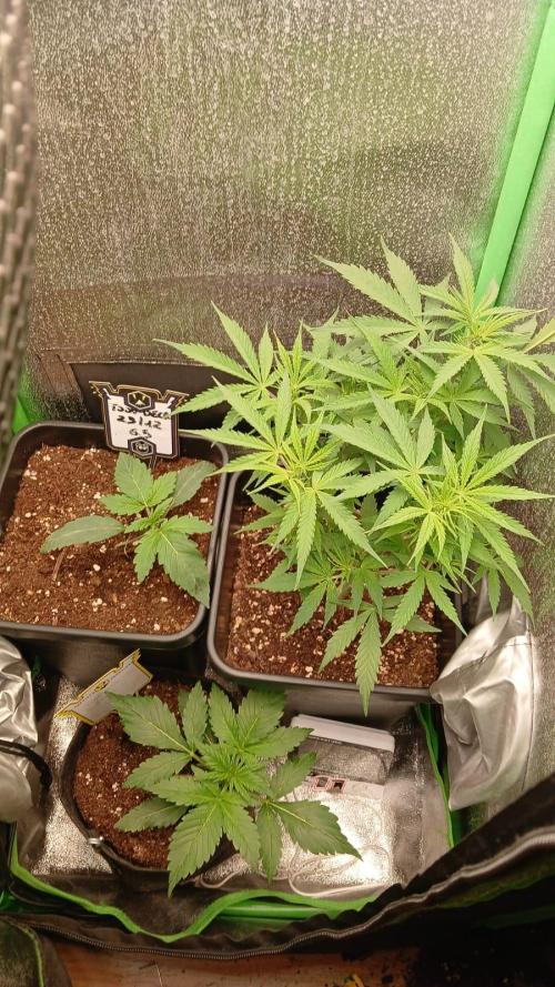 Toof decay by mephisto genetics. Week 2