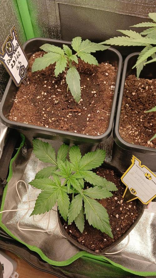 Toof decay by mephisto genetics. Week 2