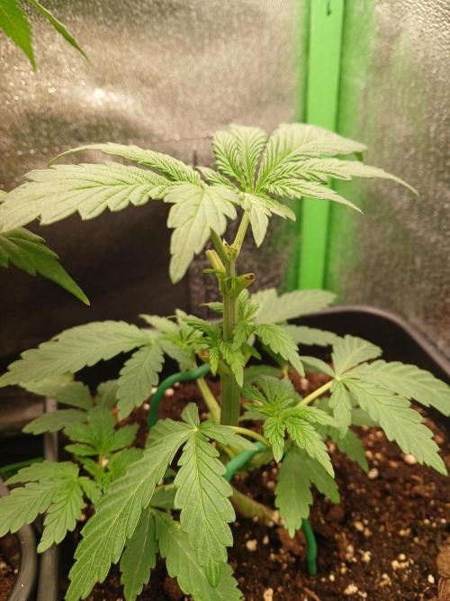 Toof decay by mephisto genetics. Week 3