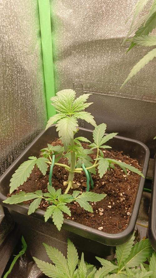 Toof decay by mephisto genetics. Week 3