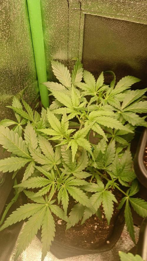 Polaris (lst+topping. Week 3
