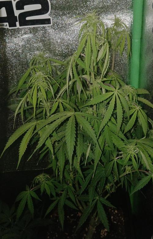 (4 grow)Easy bud (LST+TOPPING). Week 7