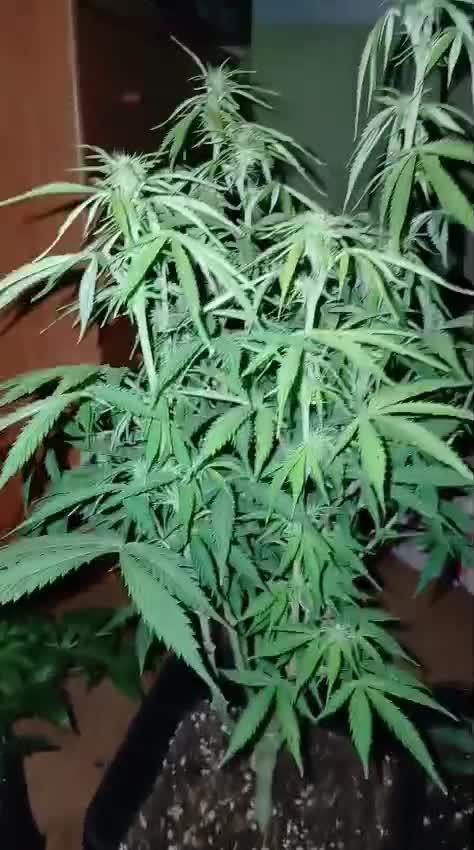 (4 grow)Easy bud (LST+TOPPING)