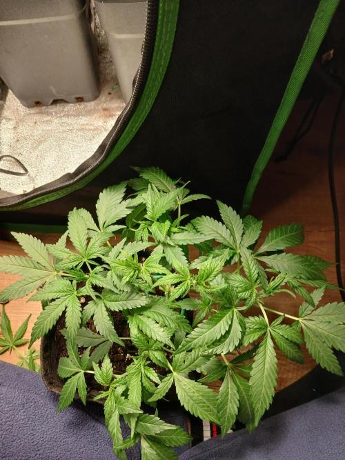 Polaris (lst+topping. Week 4