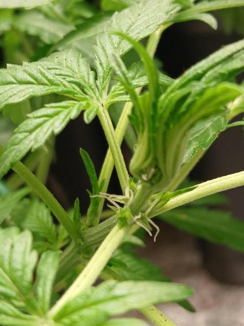 Polaris (lst+topping. Week 4