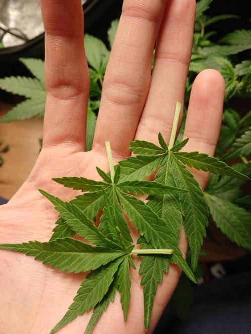 Polaris (lst+topping. Week 4