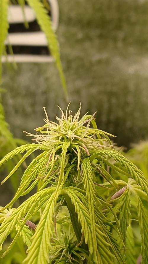 (4 grow)Easy bud (LST+TOPPING). Week 8