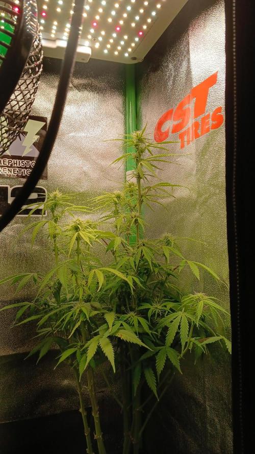 (4 grow)Easy bud (LST+TOPPING). Week 8