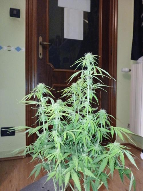 (4 grow)Easy bud (LST+TOPPING). Week 8