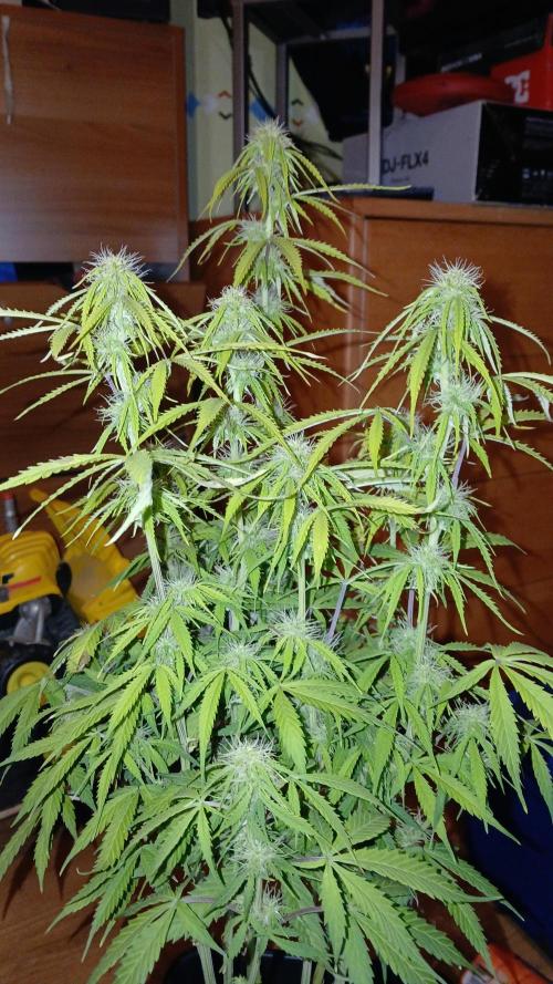 (4 grow)Easy bud (LST+TOPPING). Week 9