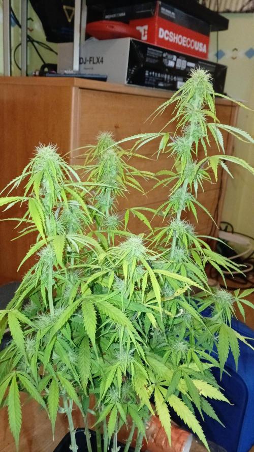 (4 grow)Easy bud (LST+TOPPING). Week 9