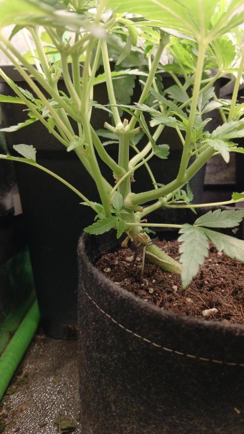 Polaris (lst+topping. Week 4