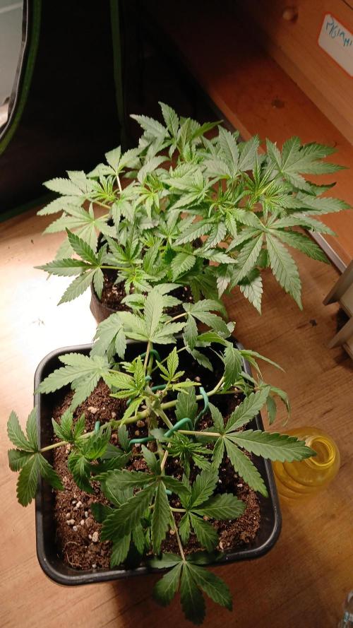 Polaris (lst+topping. Week 4