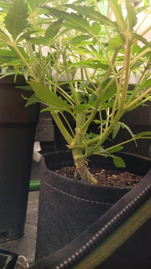 Polaris (lst+topping. Week 5