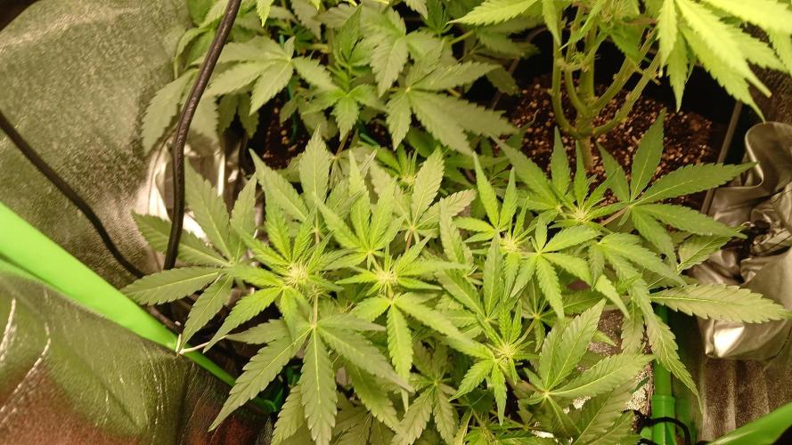 Polaris (lst+topping. Week 5