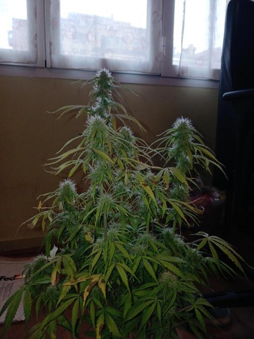 (4 grow)Easy bud (LST+TOPPING). Week 9