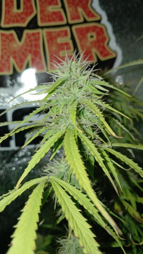 (4 grow)Easy bud (LST+TOPPING). Week 10