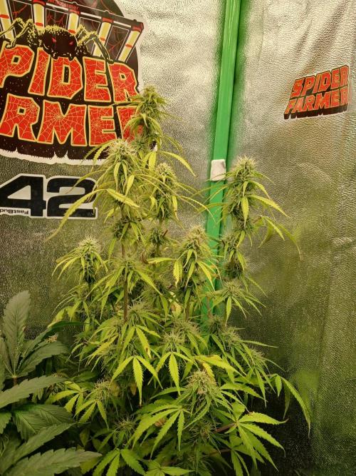 (4 grow)Easy bud (LST+TOPPING). Week 10