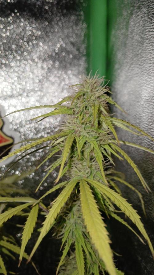 (4 grow)Easy bud (LST+TOPPING). Week 10