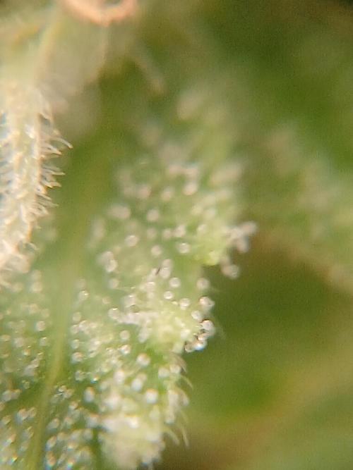 (4 grow)Easy bud (LST+TOPPING). Week 10