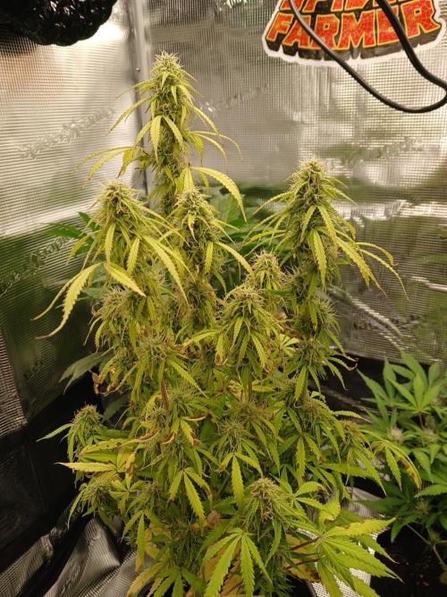 (4 grow)Easy bud (LST+TOPPING). Week 10