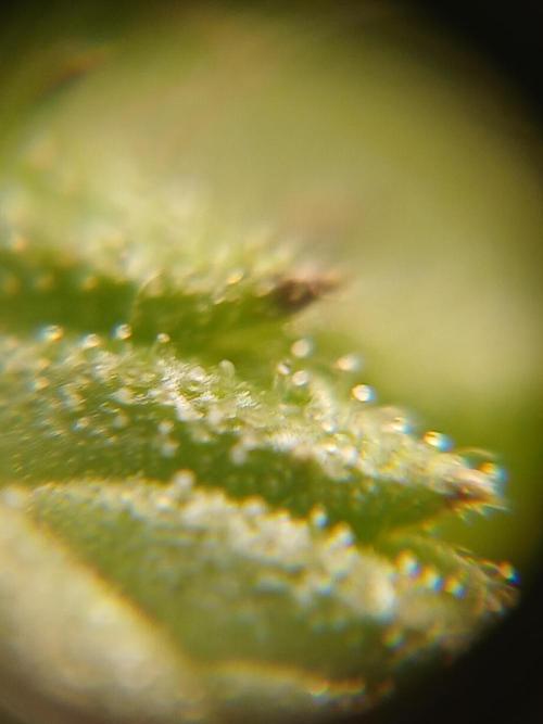 (4 grow)Easy bud (LST+TOPPING). Week 11