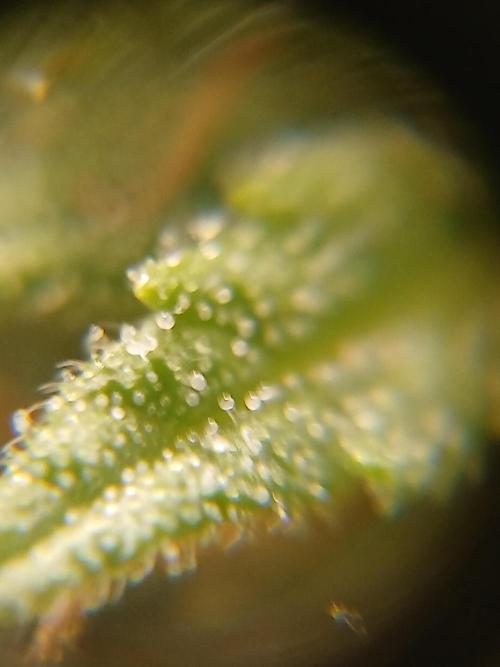 (4 grow)Easy bud (LST+TOPPING). Week 11