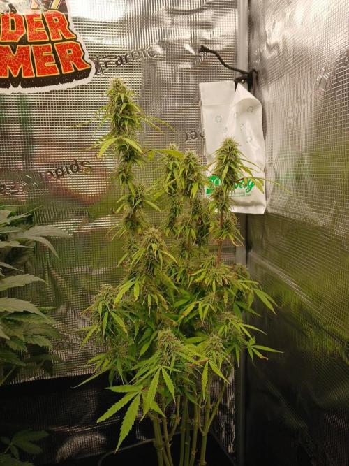 (4 grow)Easy bud (LST+TOPPING). Week 11