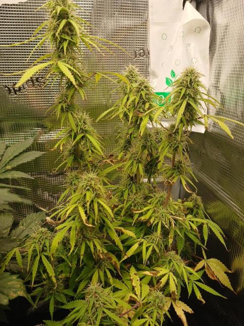 (4 grow)Easy bud (LST+TOPPING). Week 11