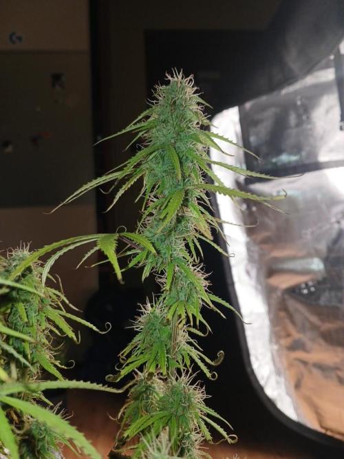 (4 grow)Easy bud (LST+TOPPING). Week 11