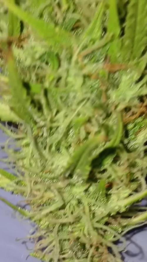 (4 grow)Easy bud (LST+TOPPING)