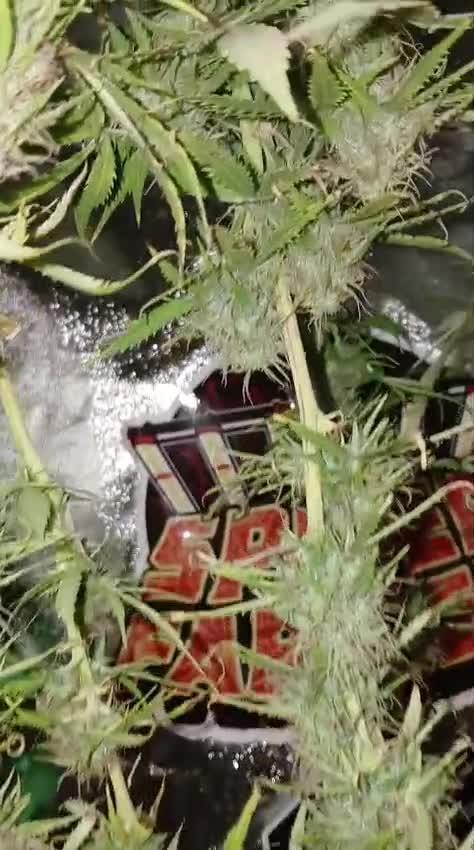 (4 grow)Easy bud (LST+TOPPING)