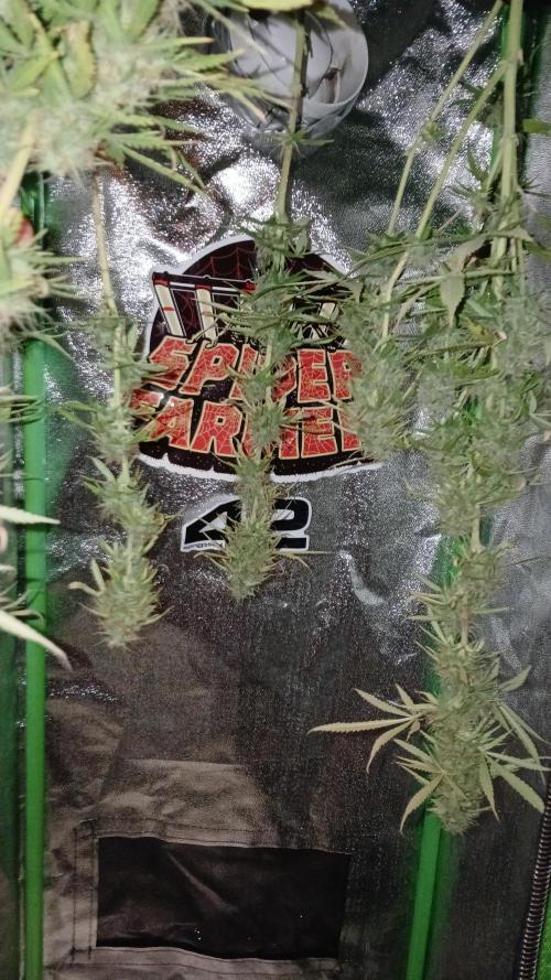 Easy Bud. Week 12