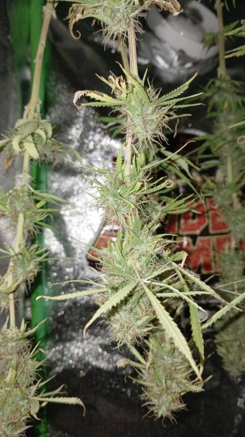 (4 grow)Easy bud (LST+TOPPING). Week 12