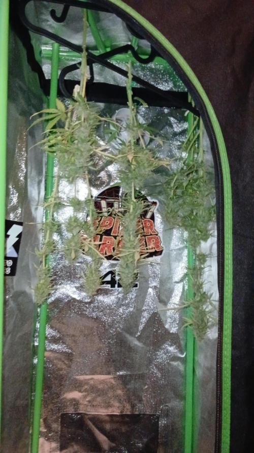 (4 grow)Easy bud (LST+TOPPING). Week 12