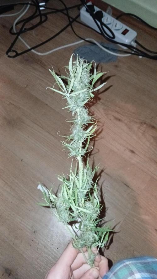 (4 grow)Easy bud (LST+TOPPING). Week 12