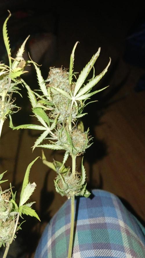 (4 grow)Easy bud (LST+TOPPING). Week 12