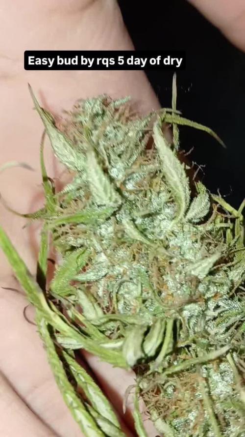 (4 grow)Easy bud (LST+TOPPING)