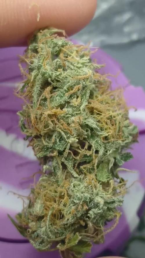 (4 grow)Easy bud (LST+TOPPING)