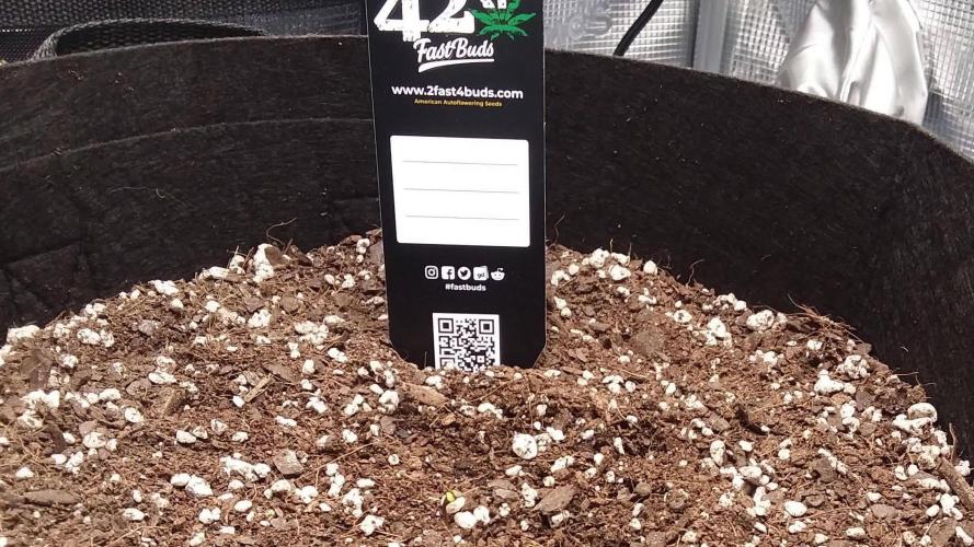 FirstGrow Guava Auto Natures Living Soil