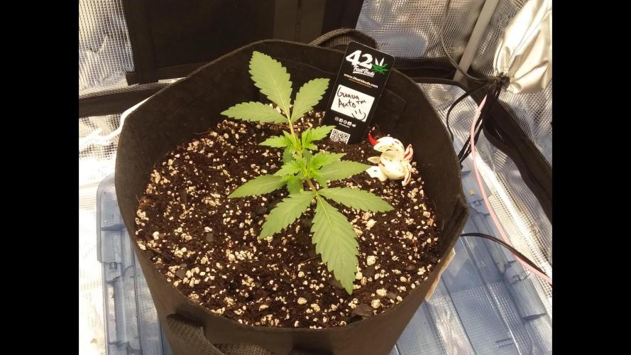 FirstGrow Guava Auto Natures Living Soil