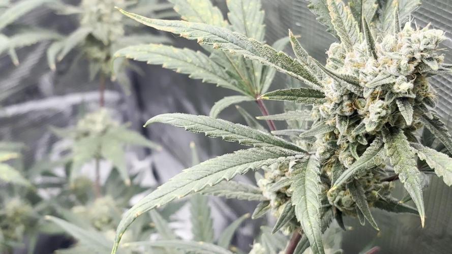 First Grow Guava Auto