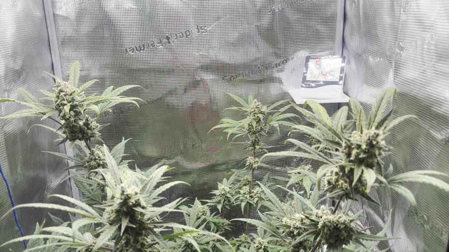 First Grow Guava Auto