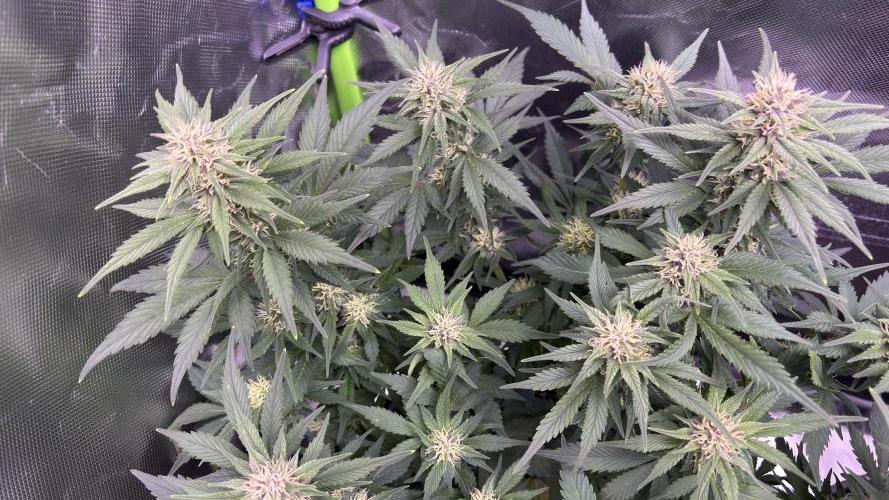 #2 MephBuds_1. Week 7 - BPP